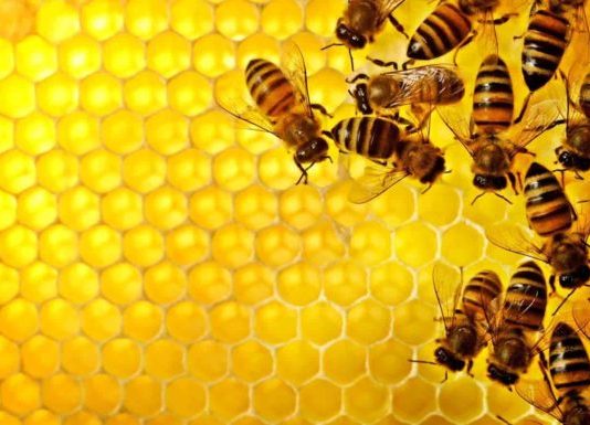 propolis